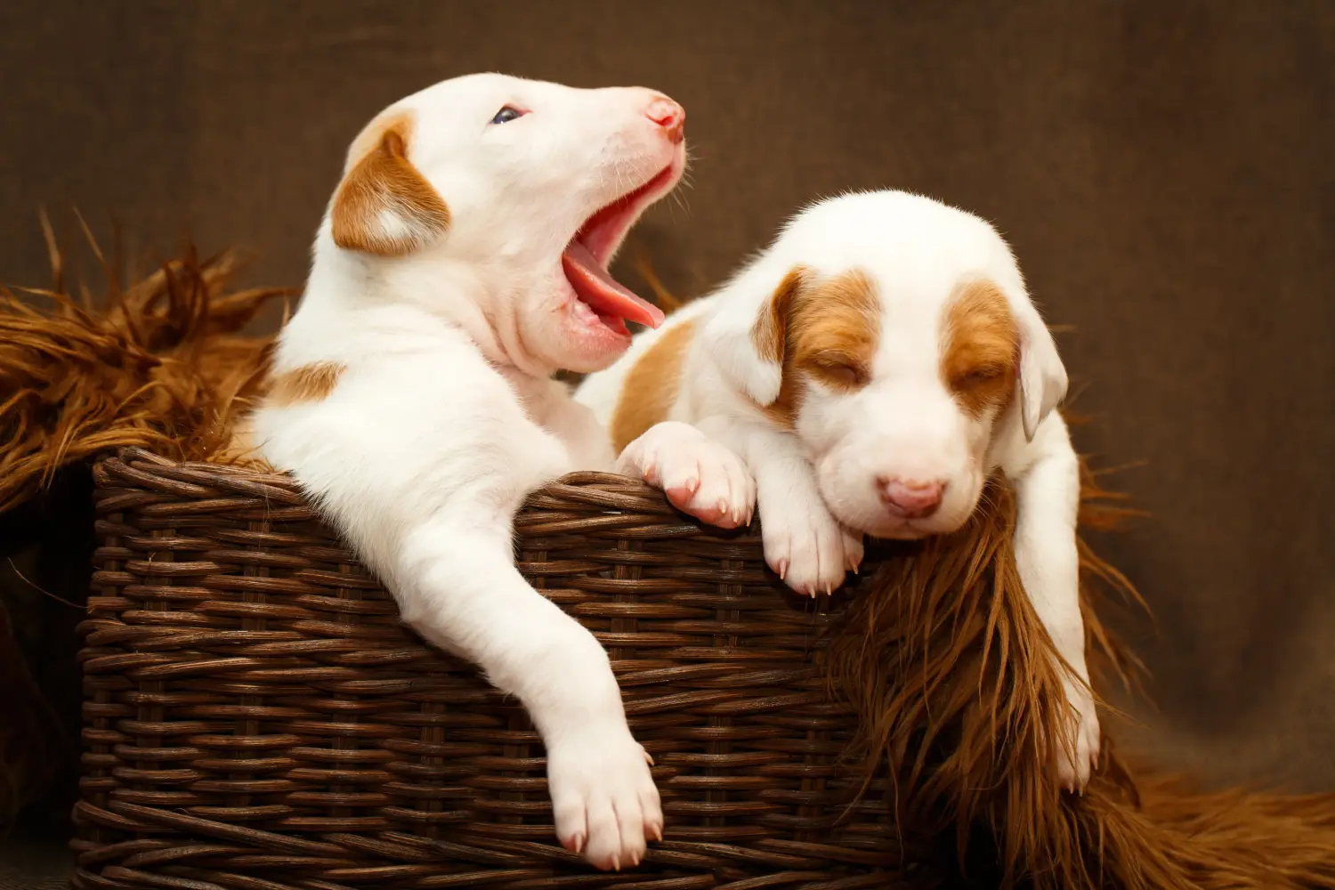 Podenco kiskutya vásárlása felelősségvállalást jelent! Vásároljon Podenco kiskutyákat.