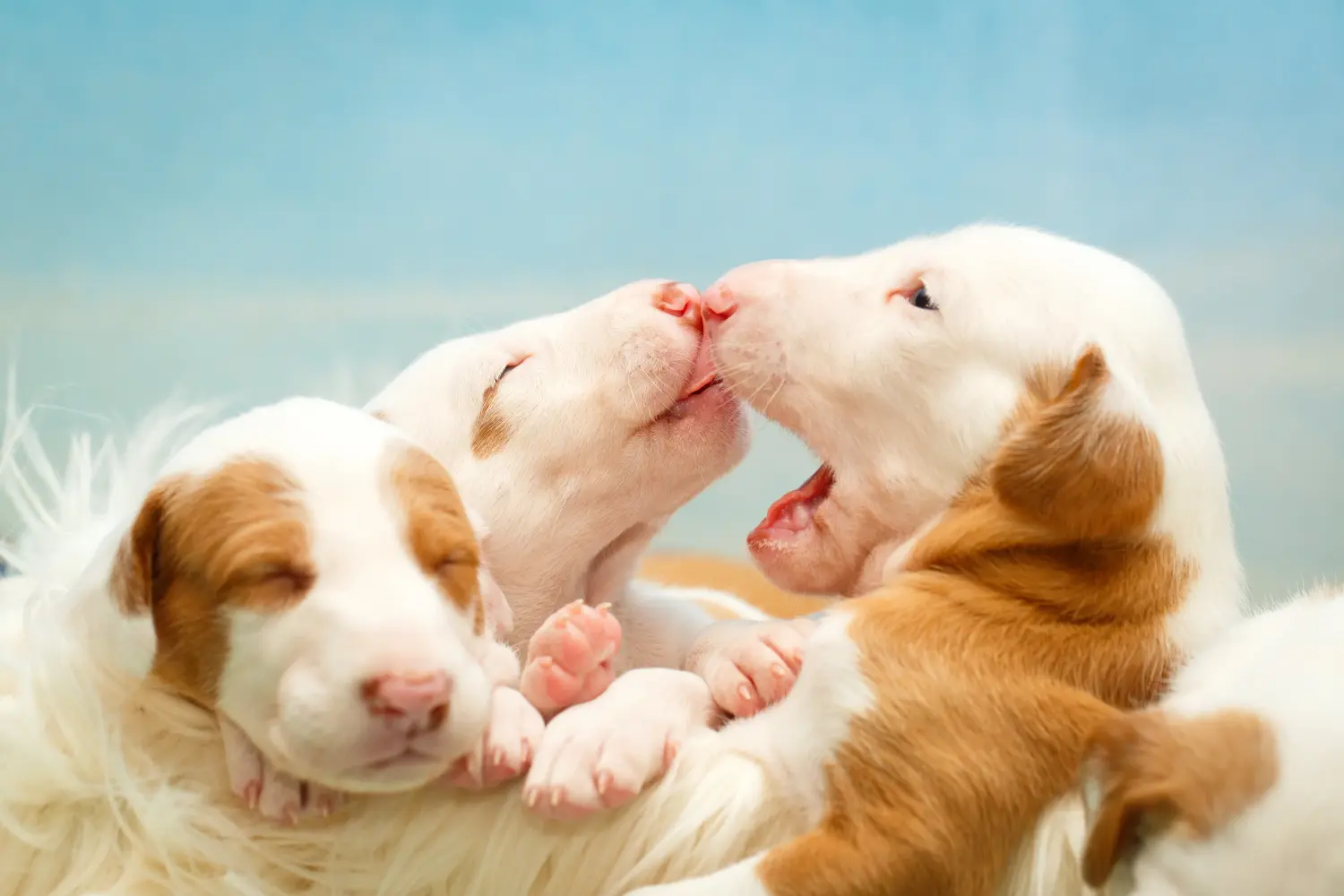 Podenco kiskutya vásárlása felelősségvállalást jelent! Vásároljon Podenco kiskutyákat.