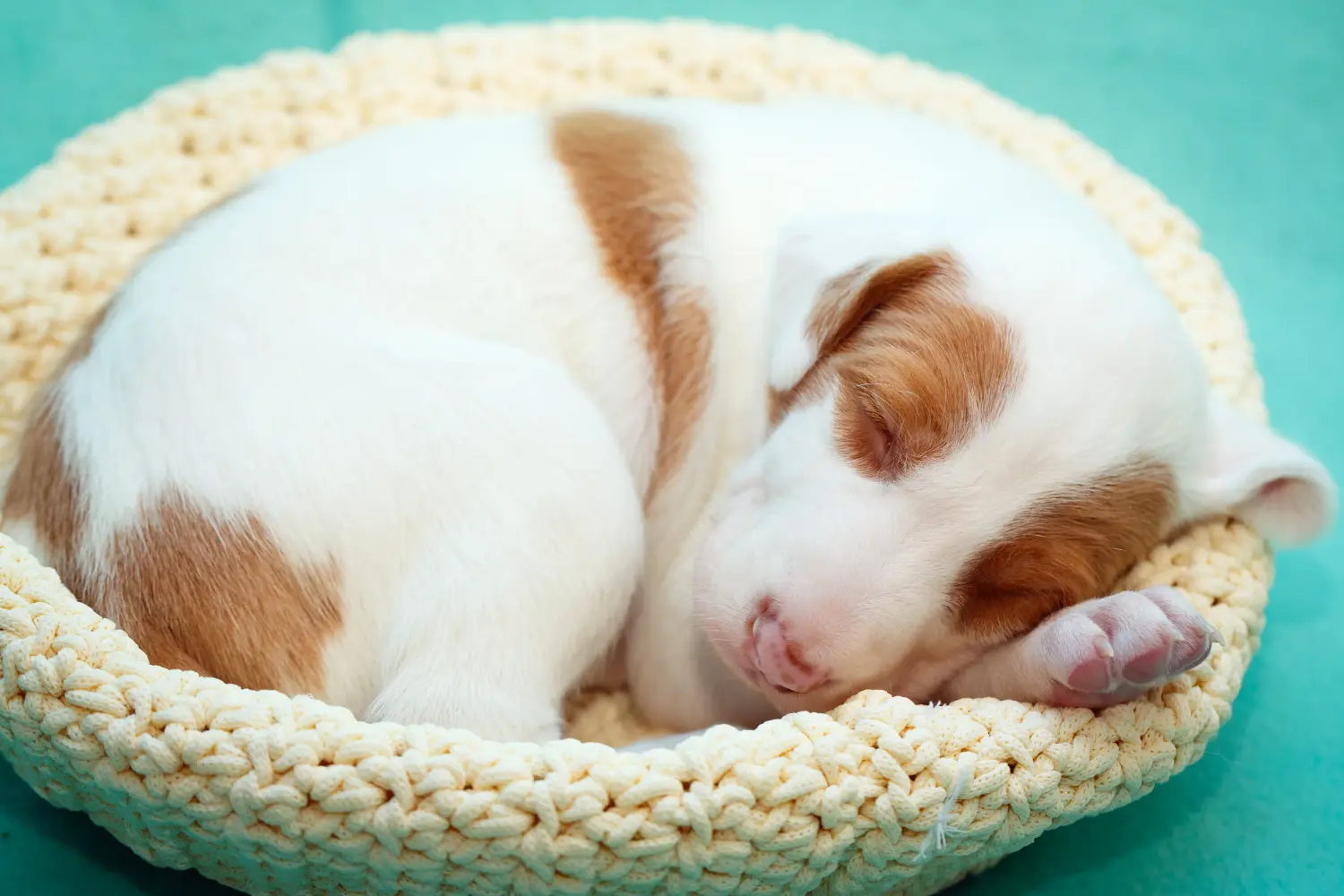 Podenco kiskutya vásárlása felelősségvállalást jelent! Vásároljon Podenco kiskutyákat.