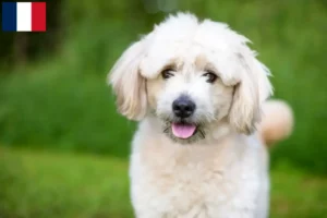Read more about the article Pomapoo tenyésztők és kölykök Franciaországban