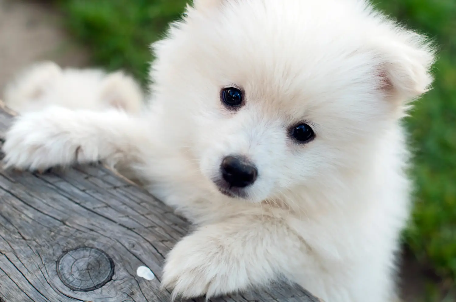 Pomsky kiskutya vásárlása felelősségvállalást jelent! Pomsky kiskutyák vásárlása.