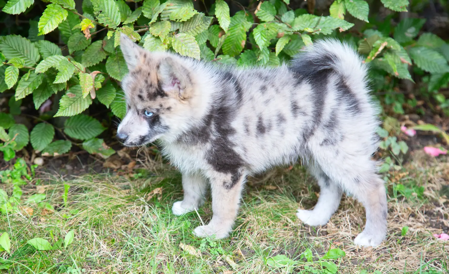 Pomsky kiskutya vásárlása felelősségvállalást jelent! Pomsky kiskutyák vásárlása.