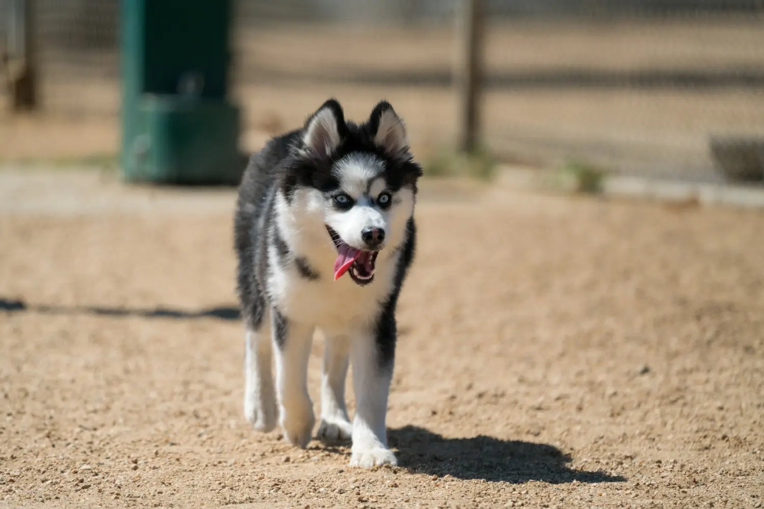 Pomsky kiskutya vásárlása felelősségvállalást jelent! Pomsky kiskutyák vásárlása.