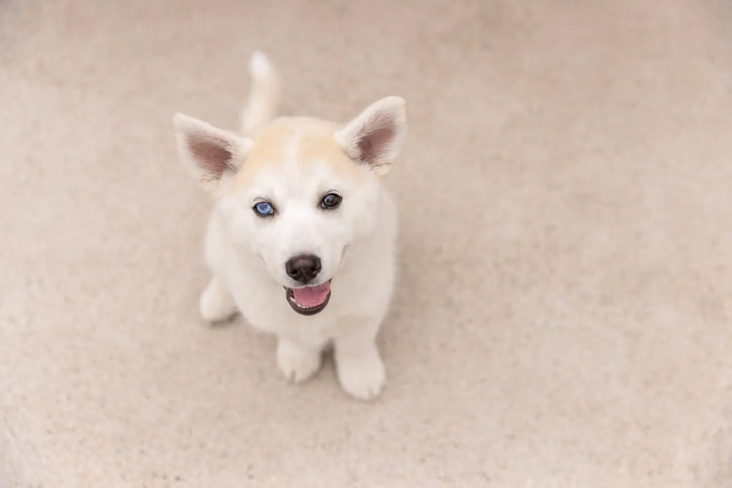 Pomsky kiskutya vásárlása felelősségvállalást jelent! Pomsky kiskutyák vásárlása.