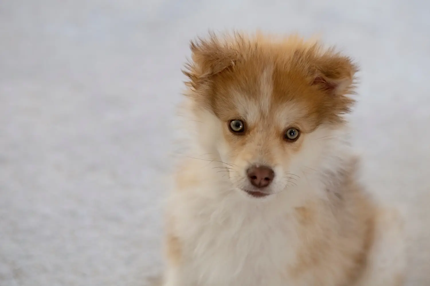 Pomsky kiskutya vásárlása felelősségvállalást jelent! Pomsky kiskutyák vásárlása.