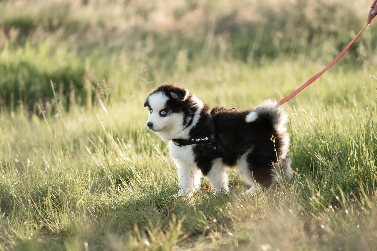 Pomsky kiskutya vásárlása felelősségvállalást jelent! Pomsky kiskutyák vásárlása.