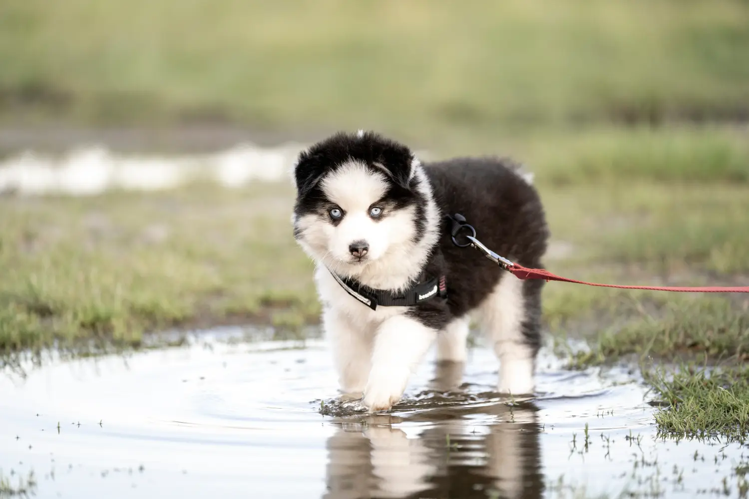 Pomsky kiskutya vásárlása felelősségvállalást jelent! Pomsky kiskutyák vásárlása.