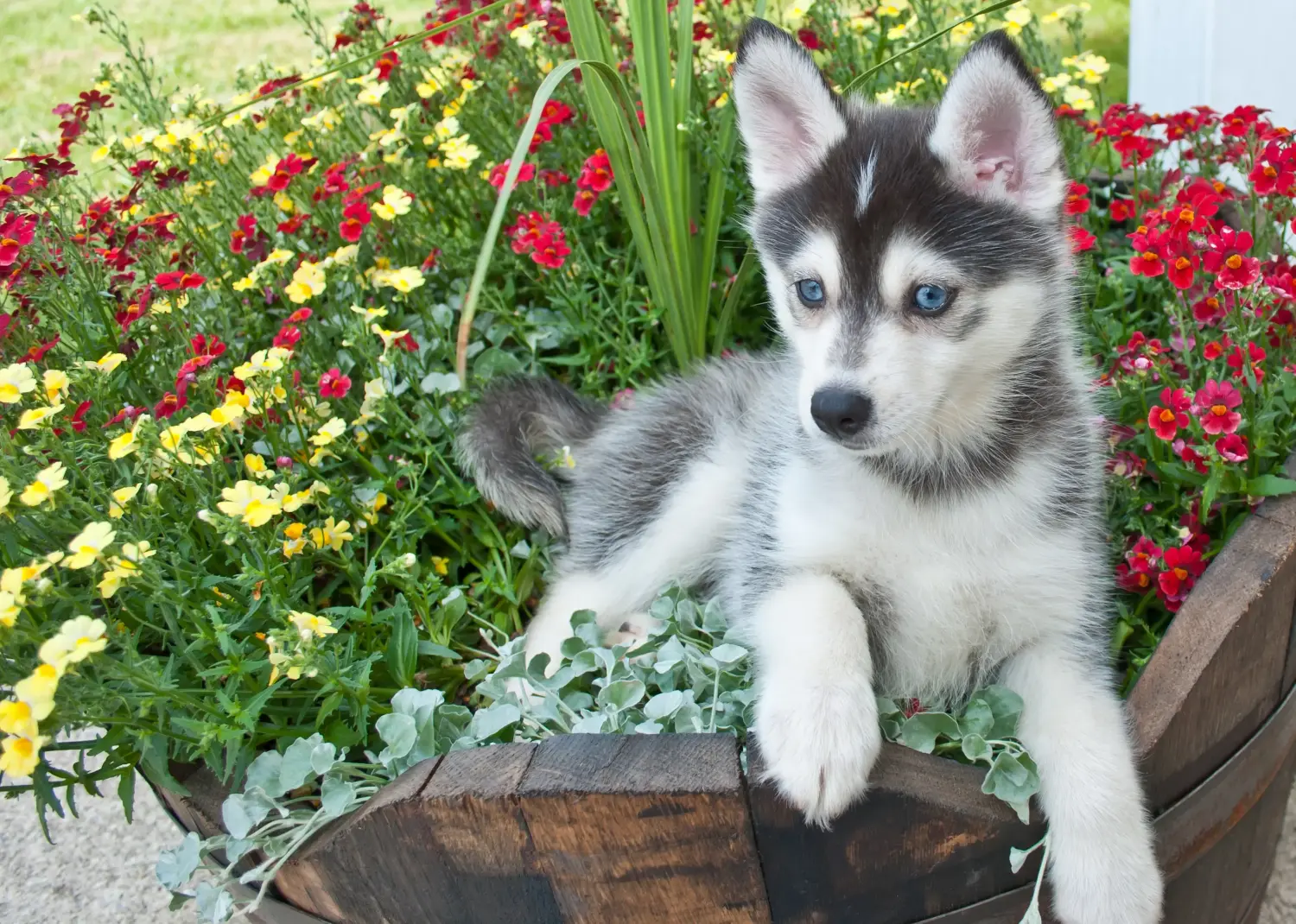 Pomsky kiskutya vásárlása felelősségvállalást jelent! Pomsky kiskutyák vásárlása.
