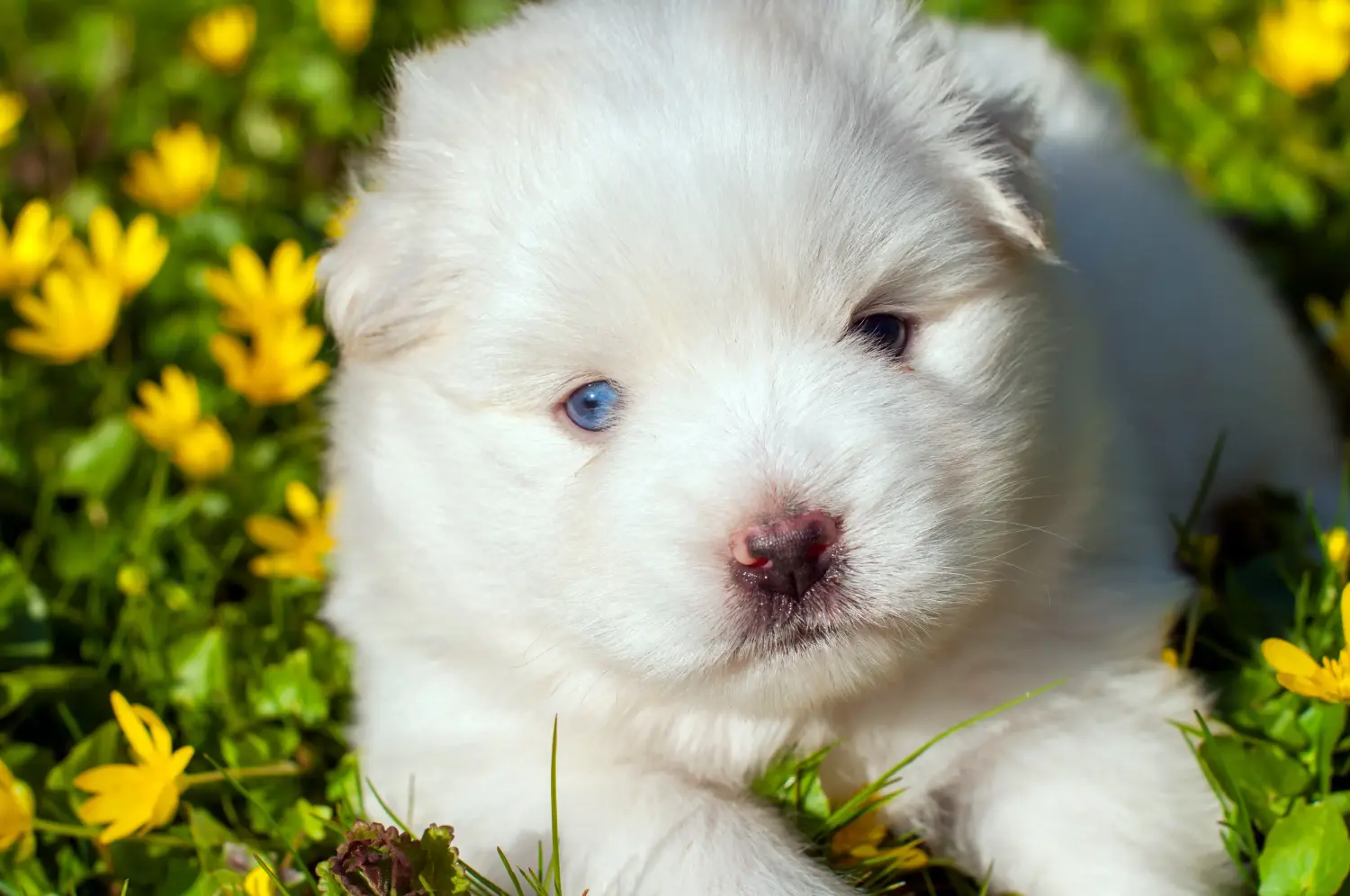 Pomsky kiskutya vásárlása felelősségvállalást jelent! Pomsky kiskutyák vásárlása.