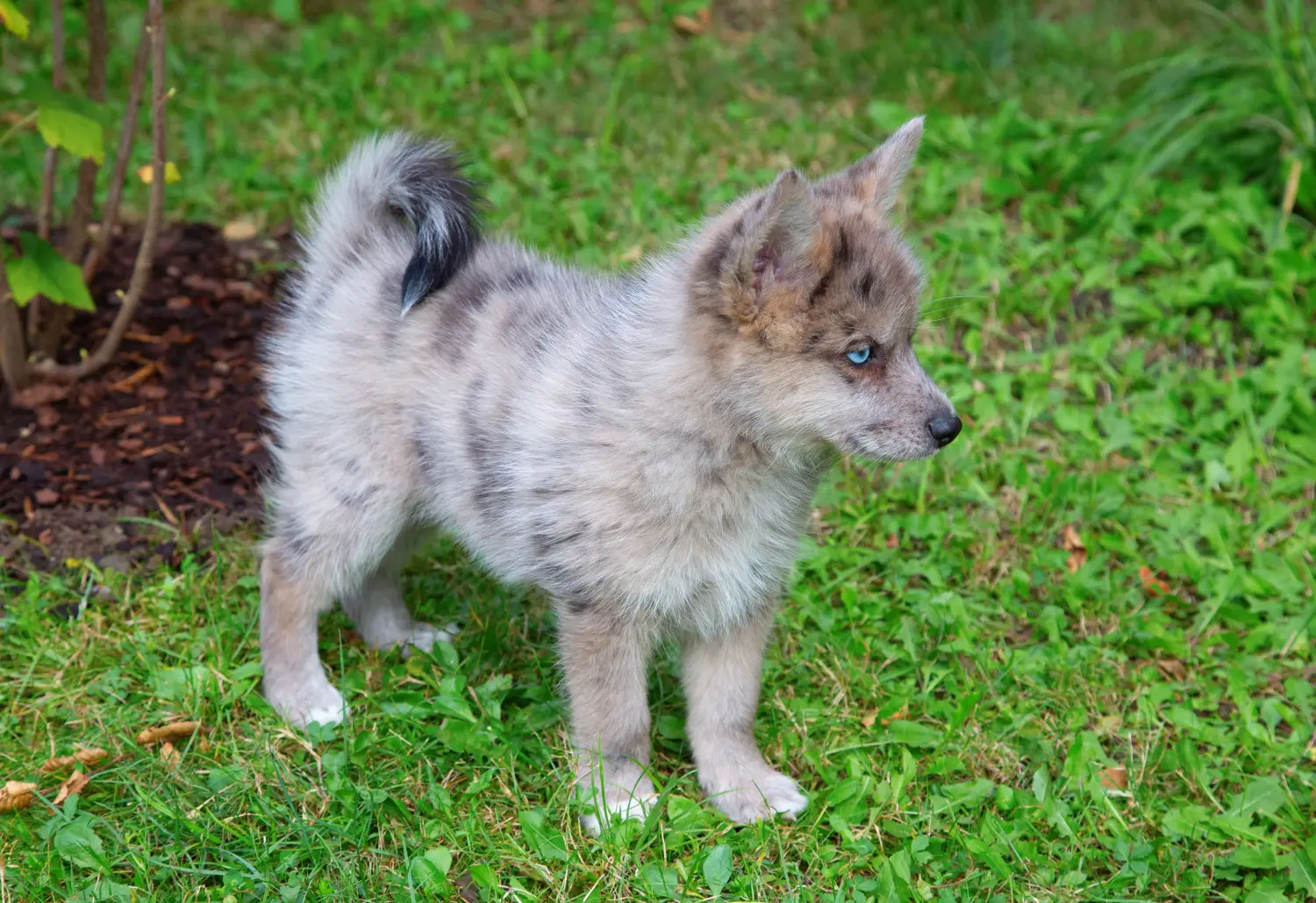 Pomsky kiskutya vásárlása felelősségvállalást jelent! Pomsky kiskutyák vásárlása.