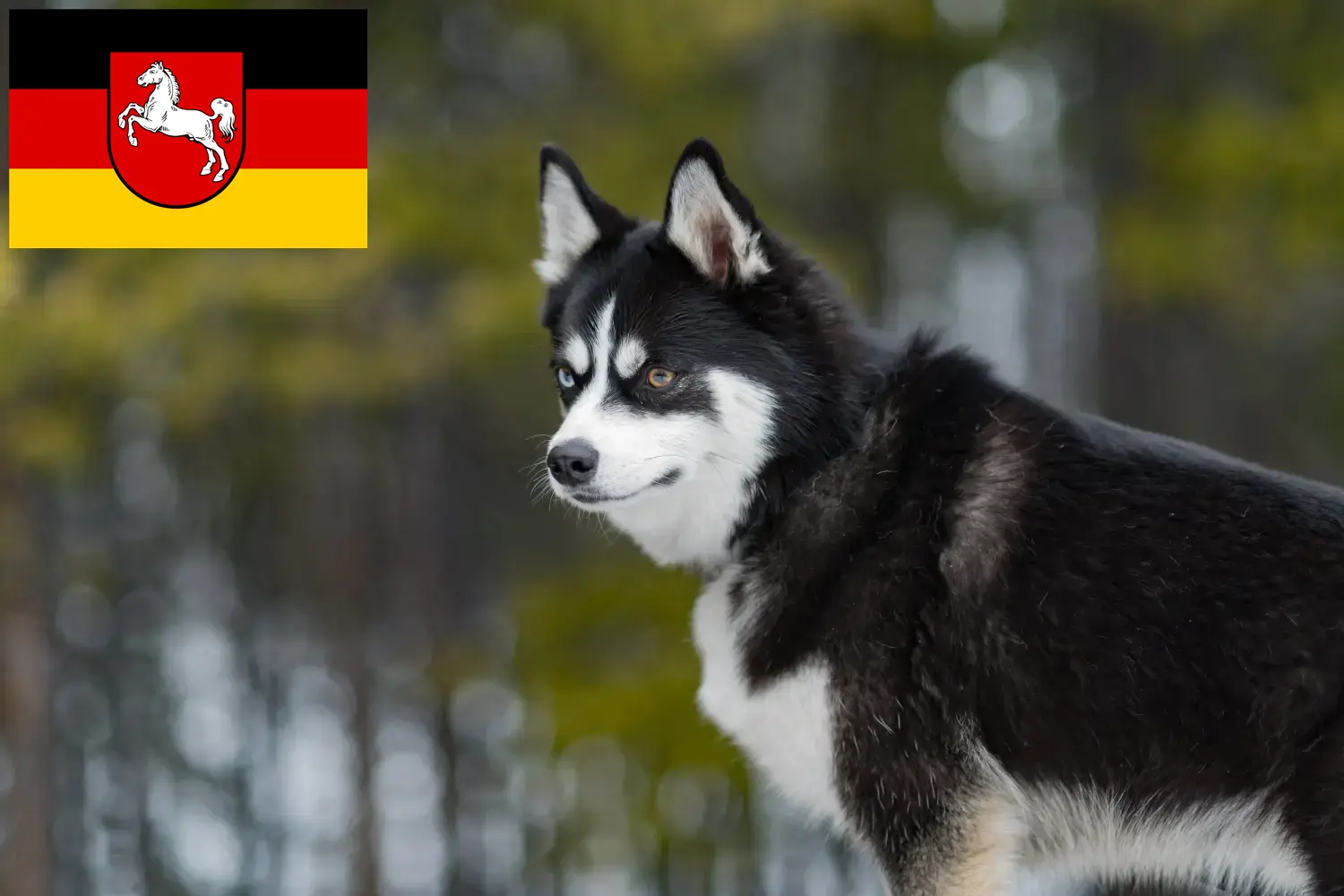 Pomsky kiskutyák és tenyésztők Alsó-Szászország Itt találhat Pomsky tenyésztőket Alsó-Szászországban.