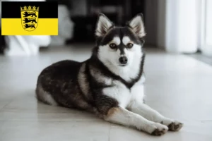 Read more about the article Pomsky tenyésztők és kölykök Baden-Württembergben