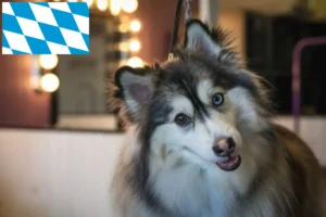 Read more about the article Pomsky tenyésztők és kiskutyák Bajorországban