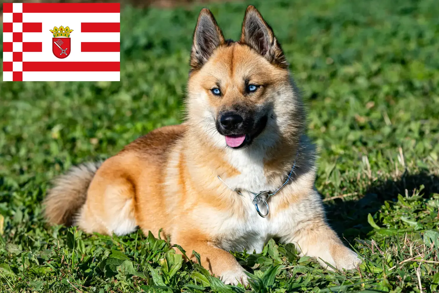 Pomsky kölykök és tenyésztők Bremen Itt találhat Pomskys tenyésztőket Brémában.