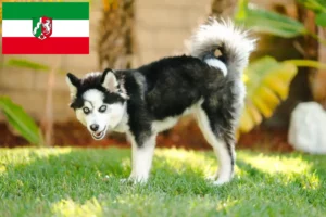 Read more about the article Pomsky tenyésztők és kölykök Észak-Rajna-Vesztfália területén