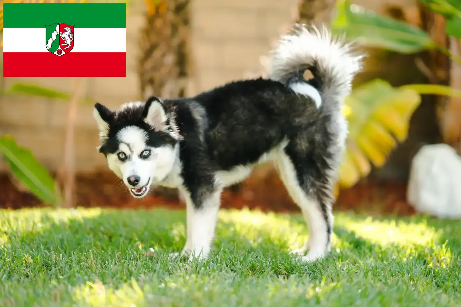 Read more about the article Pomsky tenyésztők és kölykök Észak-Rajna-Vesztfália területén