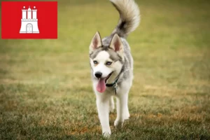 Read more about the article Pomsky tenyésztők és kölykök Hamburgban