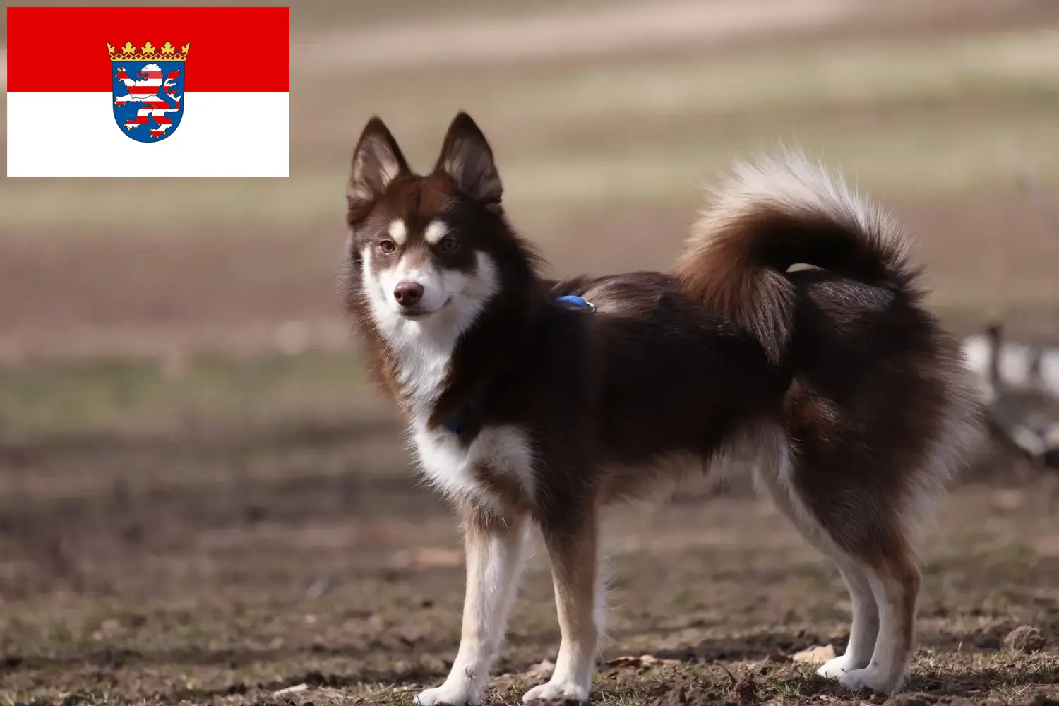 Pomsky kiskutyák és tenyésztők Hessen Itt találhat Pomsky tenyésztőket Hessenben.