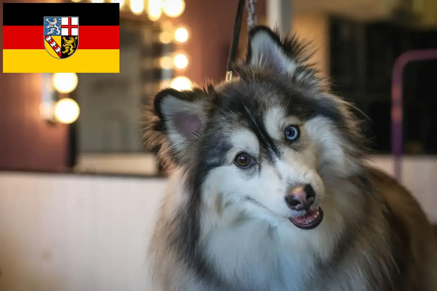 Read more about the article Pomsky tenyésztők és kölykök Saarlandban