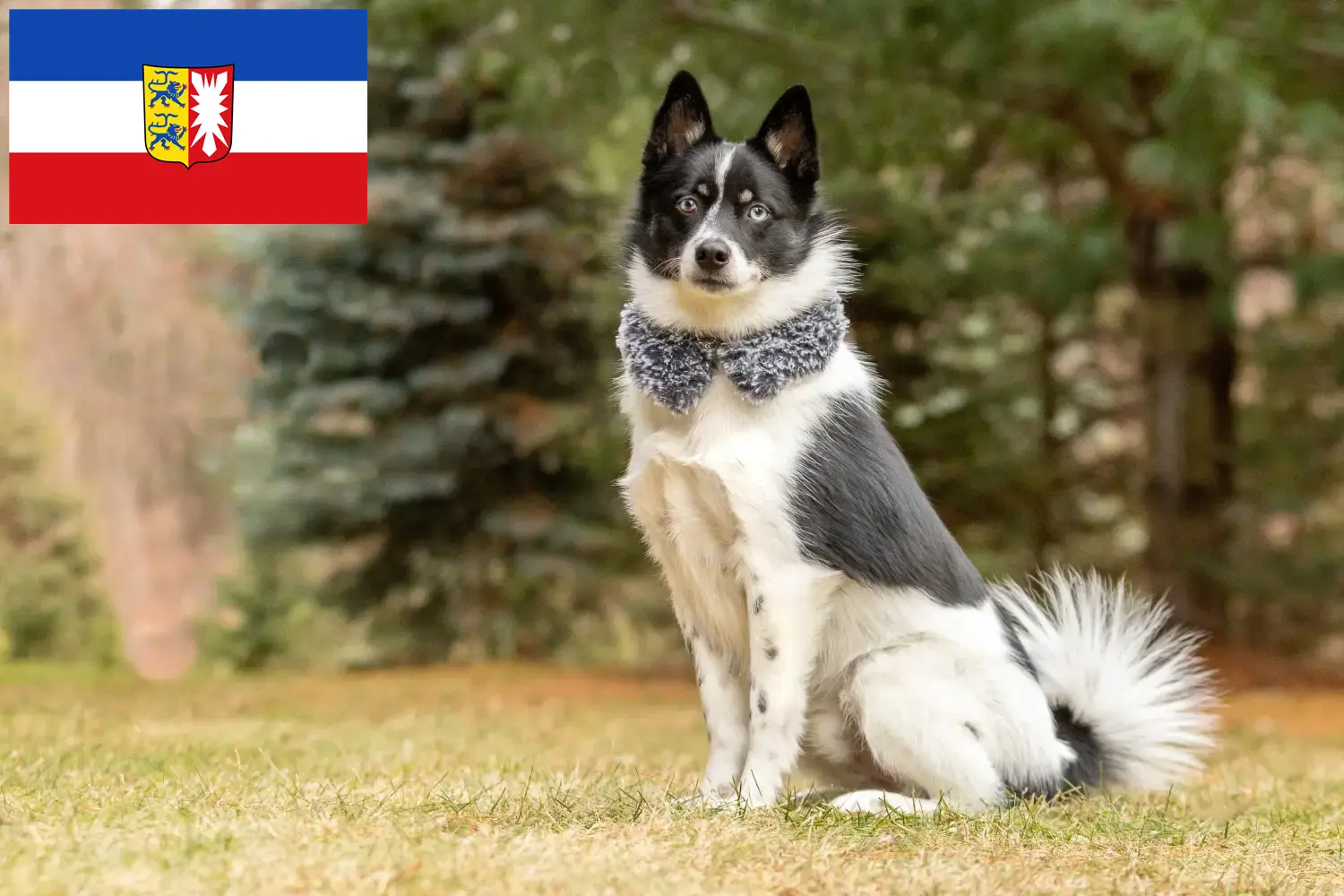 Read more about the article Pomsky tenyésztők és kiskutyák Schleswig-Holstein tartományban