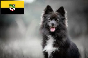 Read more about the article Pomsky tenyésztők és kölykök Szász-Anhaltban