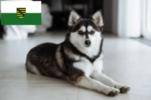 Read more about the article Pomsky tenyésztők és kölykök Szászországban