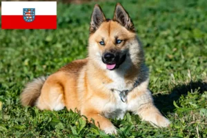 Read more about the article Pomsky tenyésztők és kölykök Türingiában