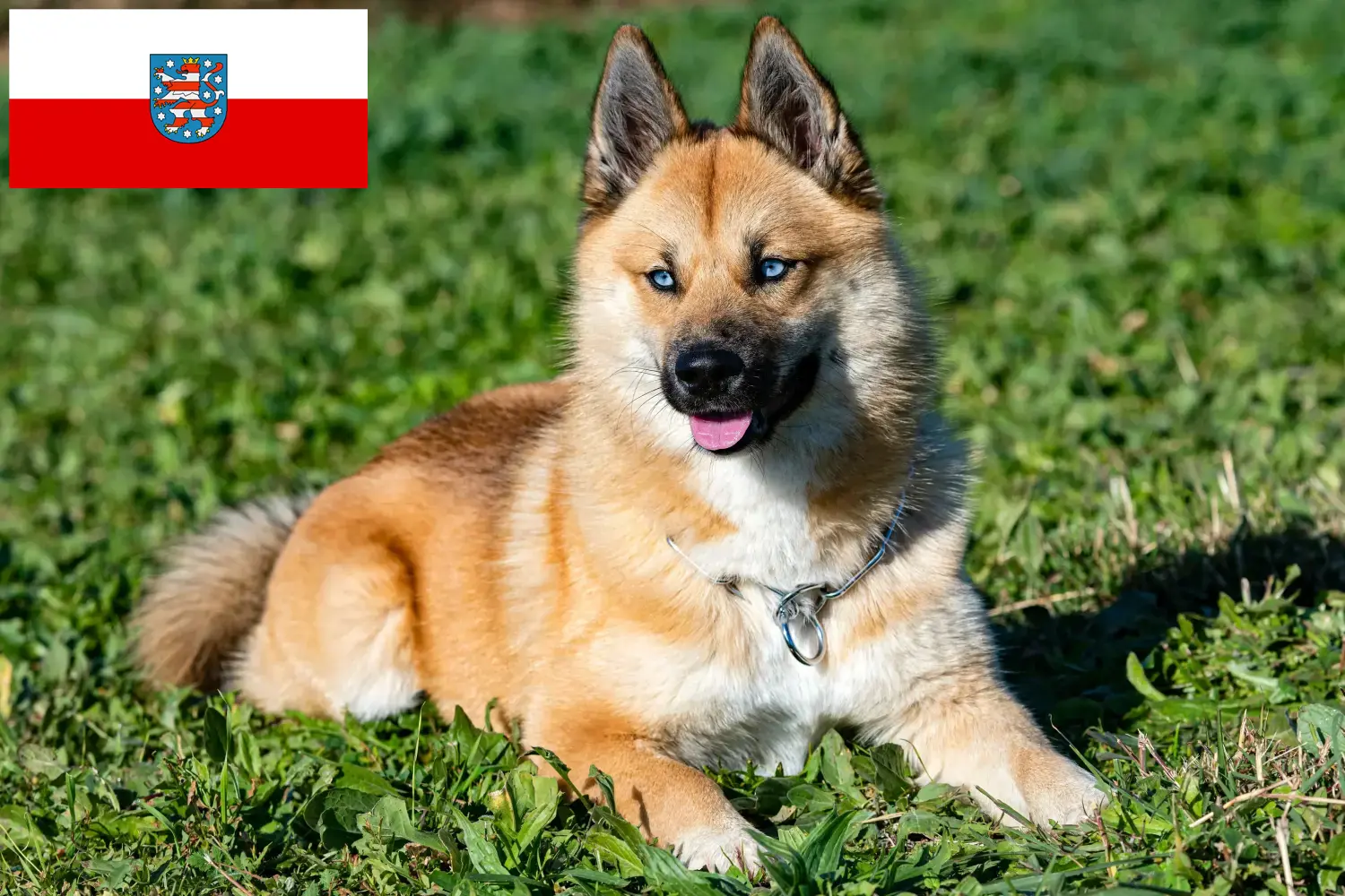 Pomsky kiskutyák és tenyésztők Thüringia Itt találhat pomsky tenyésztőket Türingiában.