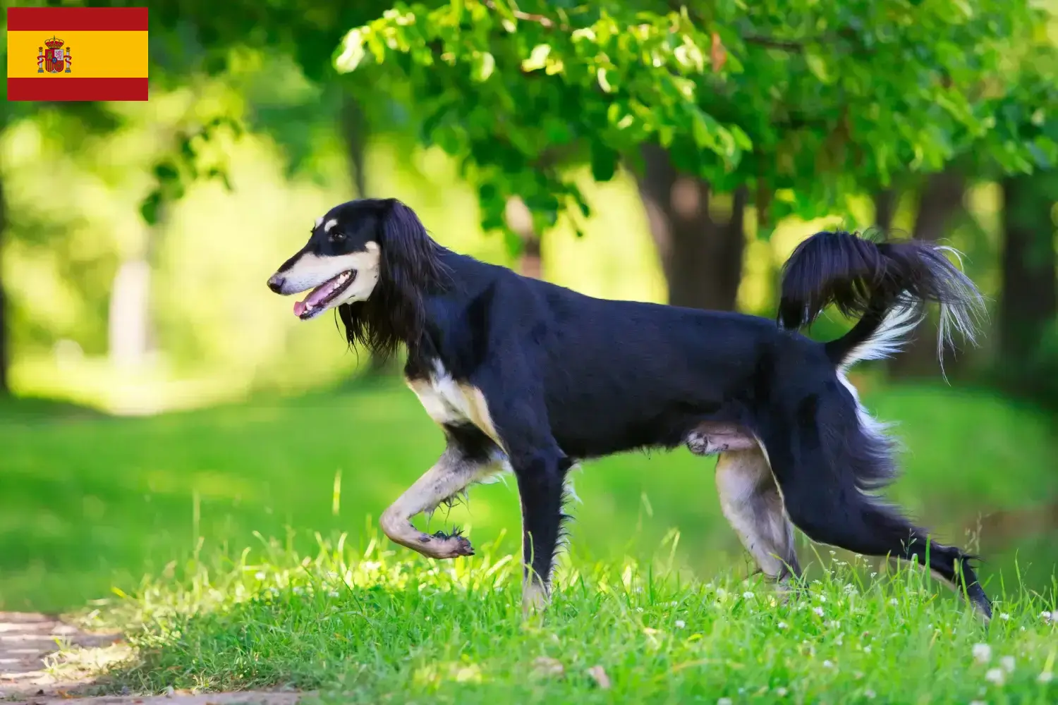 Saluki kölykök és tenyésztők Spanyolország Itt találsz szaluki tenyésztőket Spanyolországban.