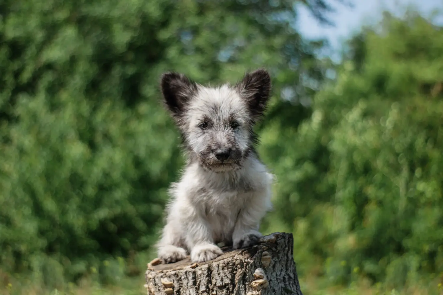 Skye terrier kölyökkutya vásárlása felelősségvállalást jelent! Skye Terrier kiskutyák vásárlása.