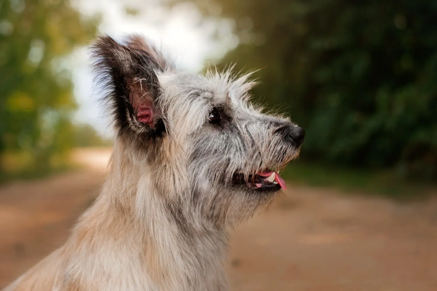 Skye terrier kölyökkutya vásárlása felelősségvállalást jelent! Skye Terrier kiskutyák vásárlása.