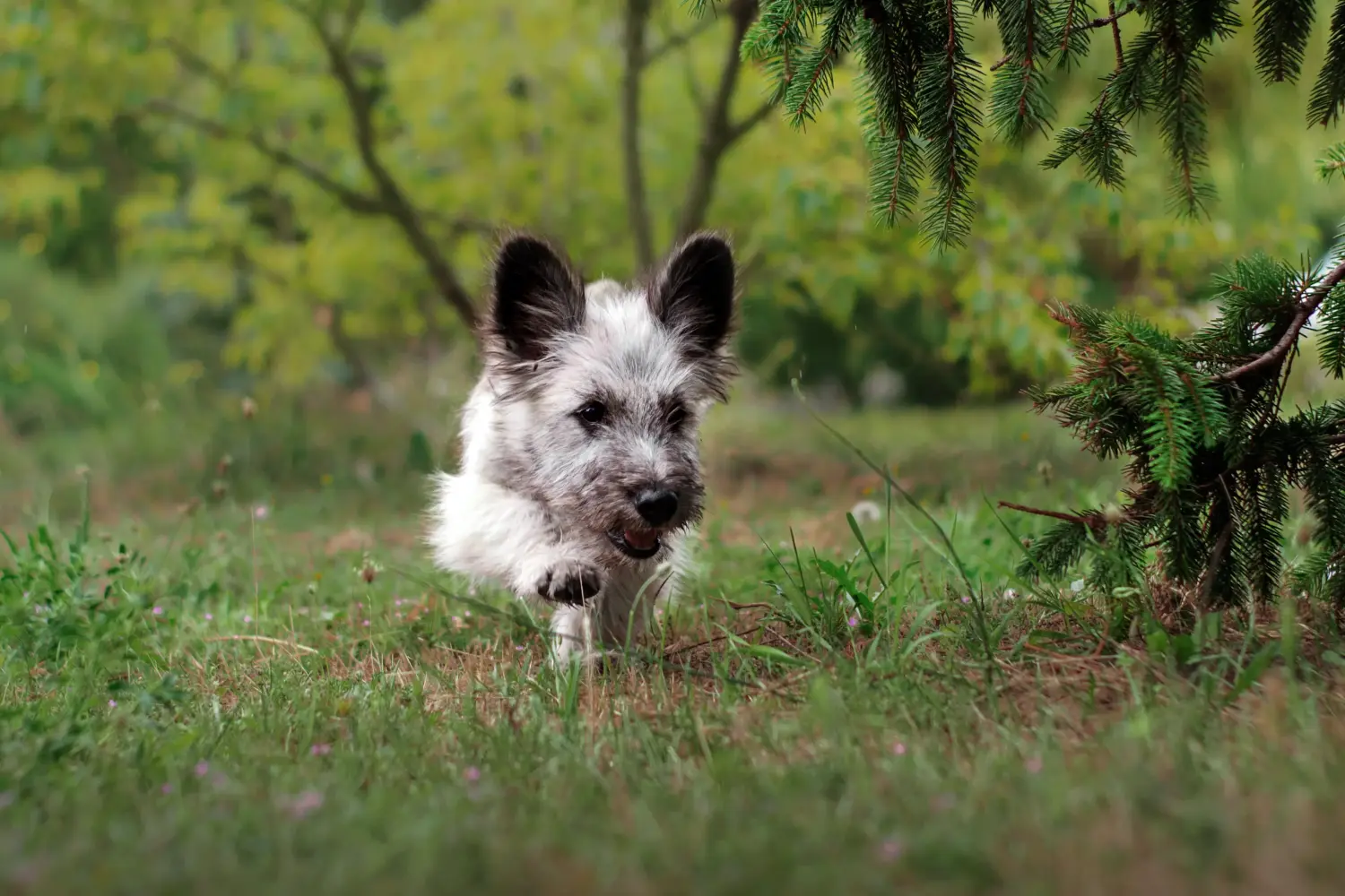 Skye terrier kölyökkutya vásárlása felelősségvállalást jelent! Skye Terrier kiskutyák vásárlása.