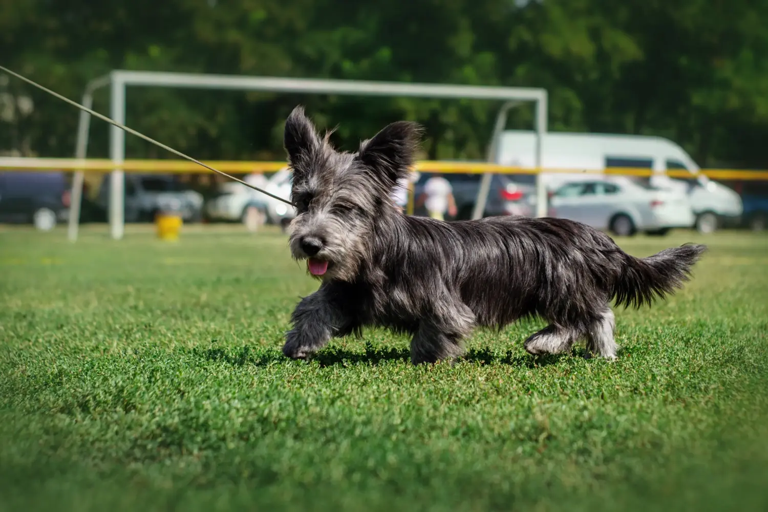 Skye terrier kölyökkutya vásárlása felelősségvállalást jelent! Skye Terrier kiskutyák vásárlása.