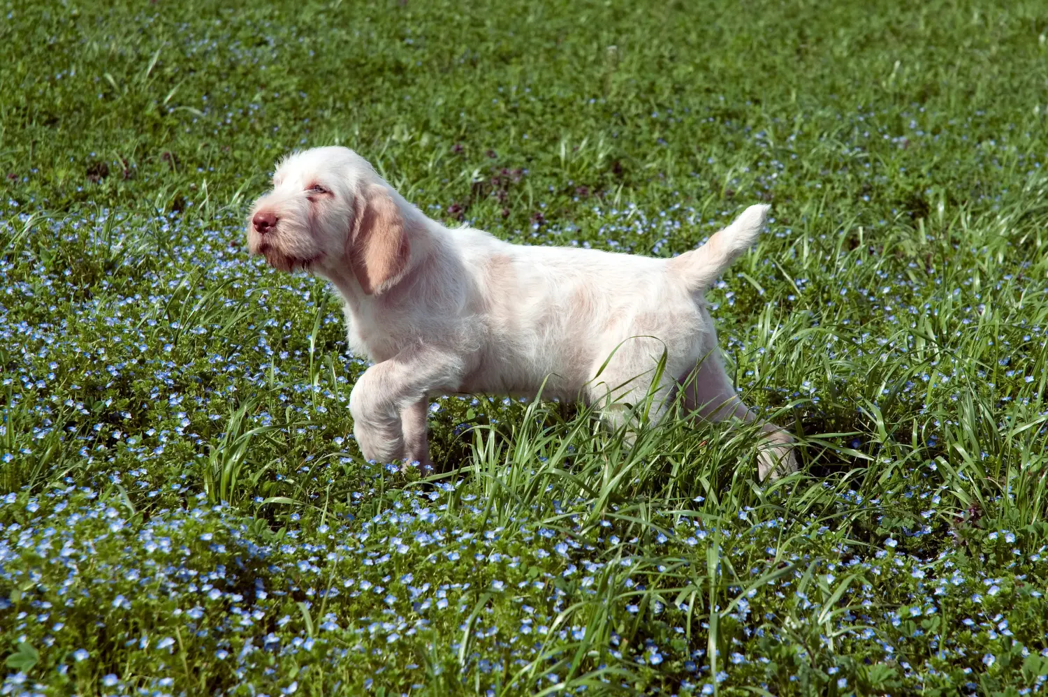 Spinone Italiano kiskutya vásárlása felelősségvállalást jelent! Vásároljon Spinone Italiano kiskutyákat.
