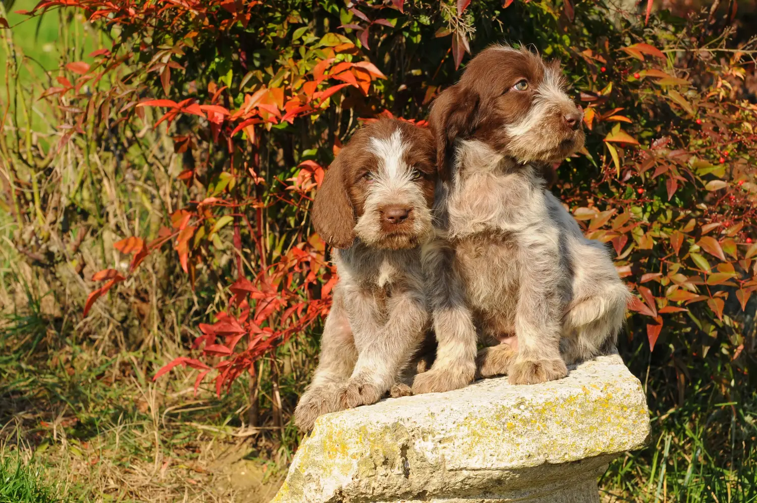 Spinone Italiano kiskutya vásárlása felelősségvállalást jelent! Vásároljon Spinone Italiano kiskutyákat.