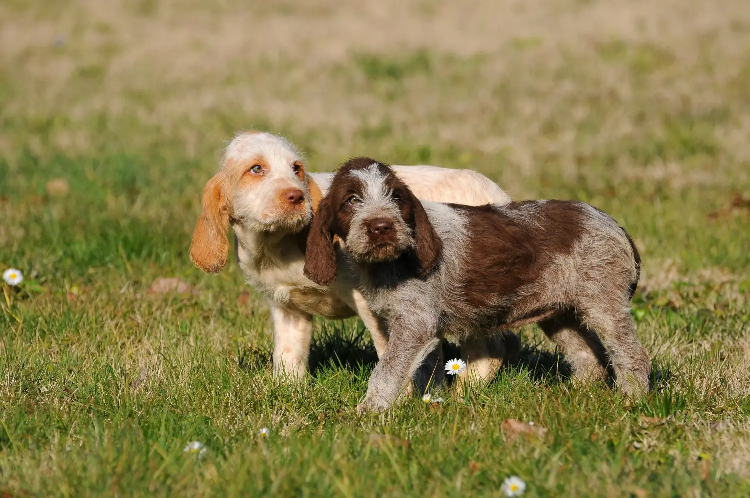 Spinone Italiano kiskutya vásárlása felelősségvállalást jelent! Vásároljon Spinone Italiano kiskutyákat.