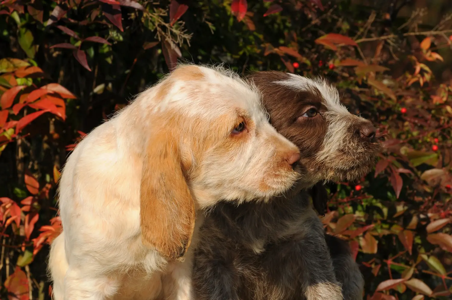 Spinone Italiano kiskutya vásárlása felelősségvállalást jelent! Vásároljon Spinone Italiano kiskutyákat.