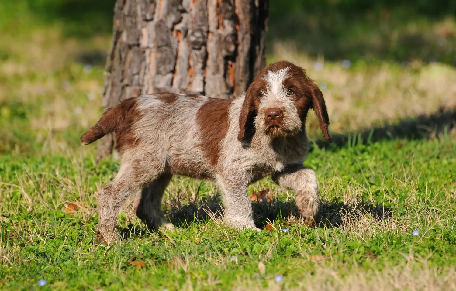 Spinone Italiano kiskutya vásárlása felelősségvállalást jelent! Vásároljon Spinone Italiano kiskutyákat.