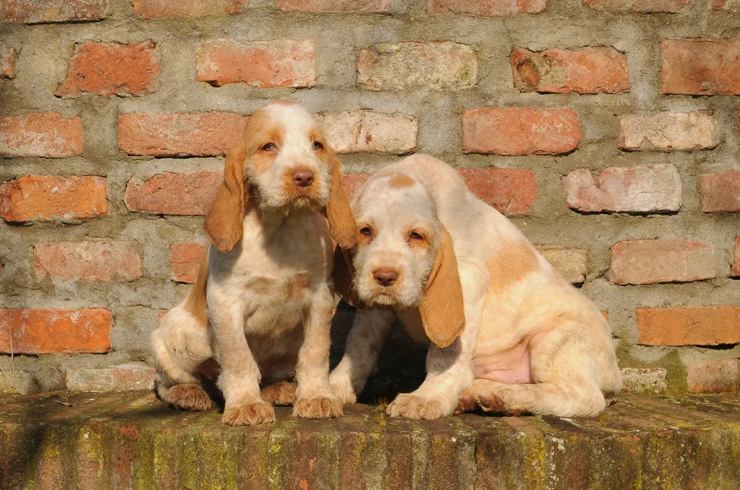 Spinone Italiano kiskutya vásárlása felelősségvállalást jelent! Vásároljon Spinone Italiano kiskutyákat.