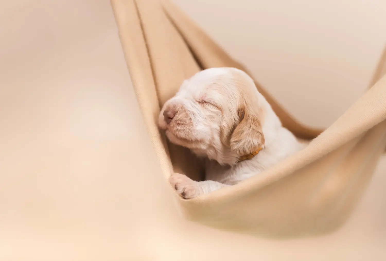 Spinone Italiano kiskutya vásárlása felelősségvállalást jelent! Vásároljon Spinone Italiano kiskutyákat.