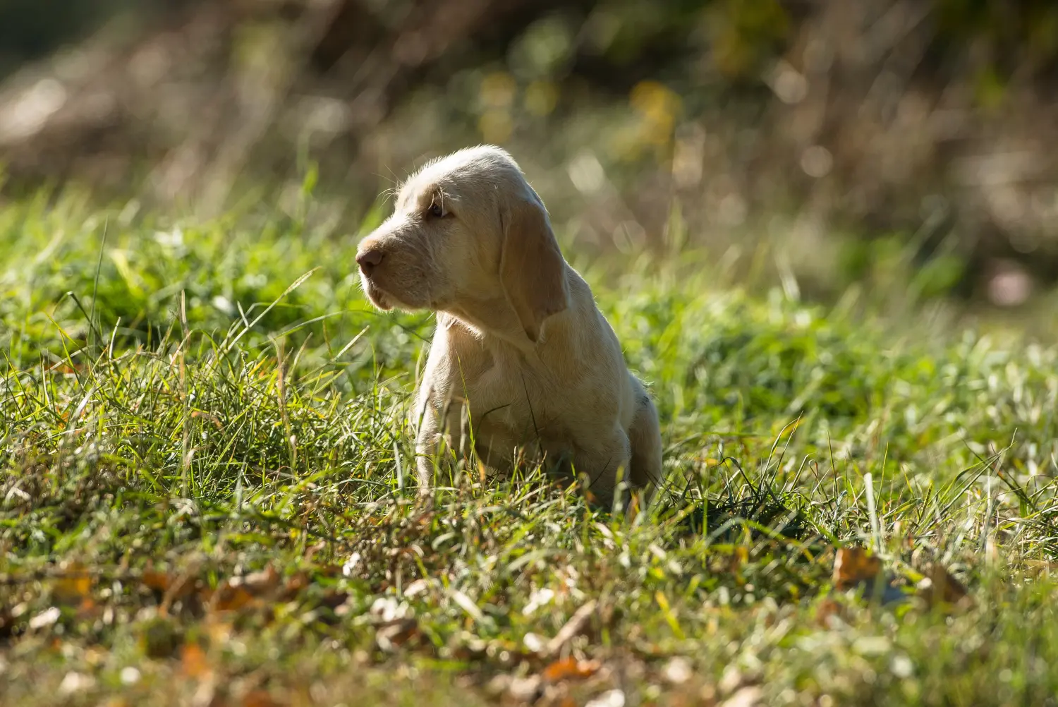 Spinone Italiano kiskutya vásárlása felelősségvállalást jelent! Vásároljon Spinone Italiano kiskutyákat.