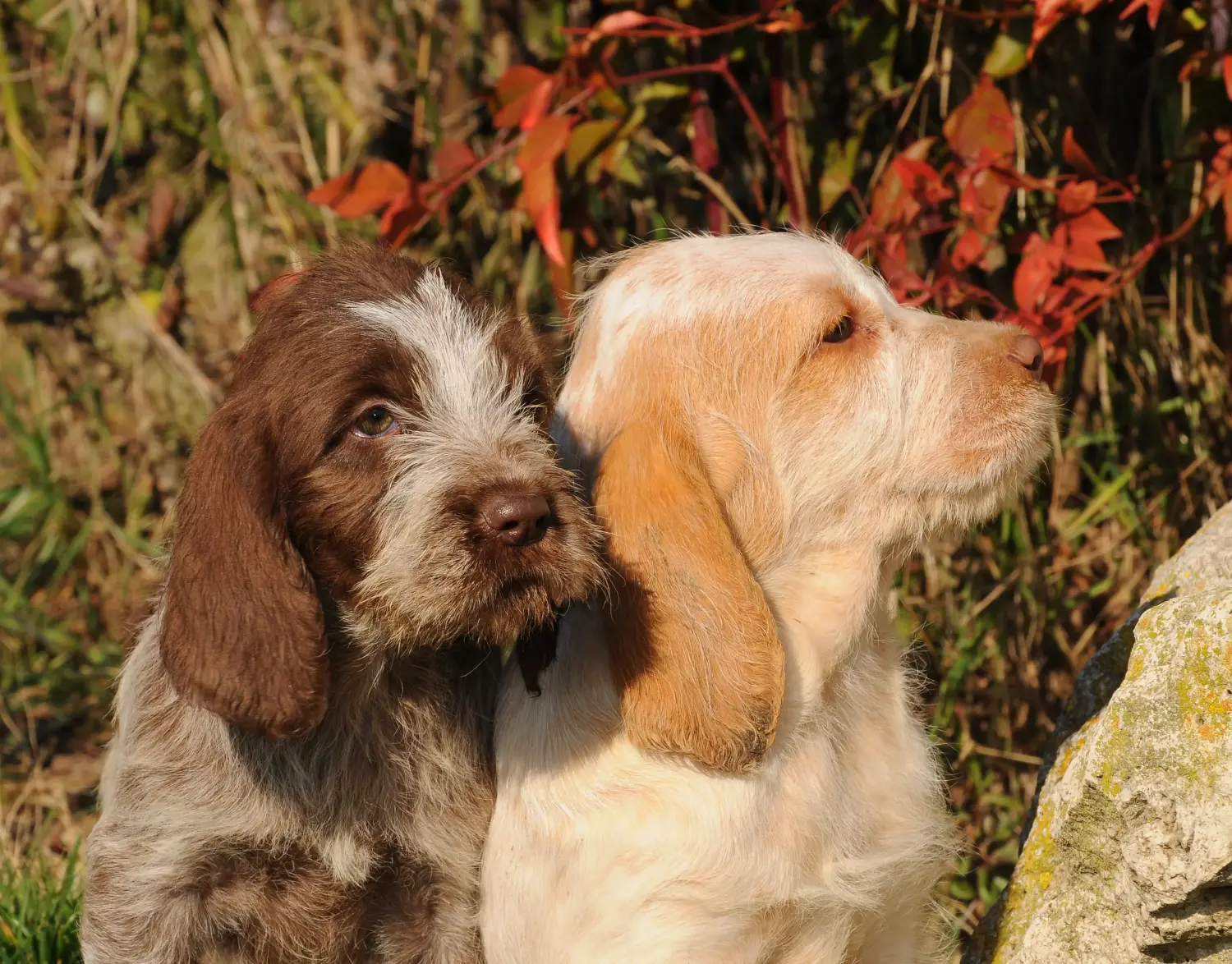 Spinone Italiano kiskutya vásárlása felelősségvállalást jelent! Vásároljon Spinone Italiano kiskutyákat.