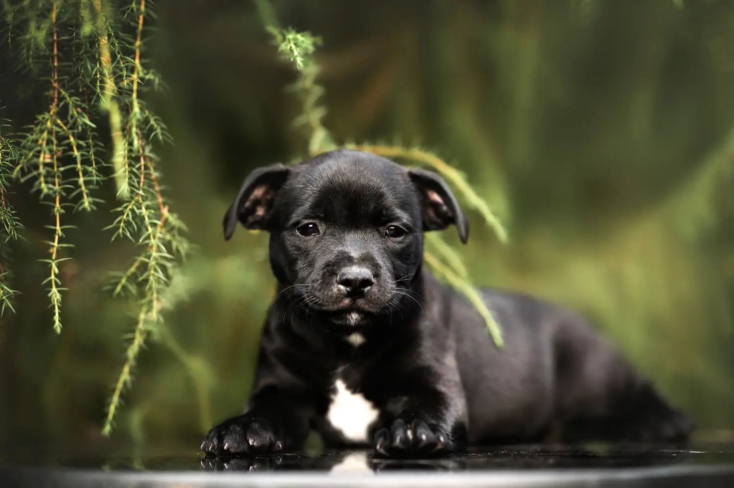 Staffordshire Bullterrier kiskutya vásárlása felelősségvállalást jelent! Staffordshire Bullterrier kölyökkutyák vásárlása.