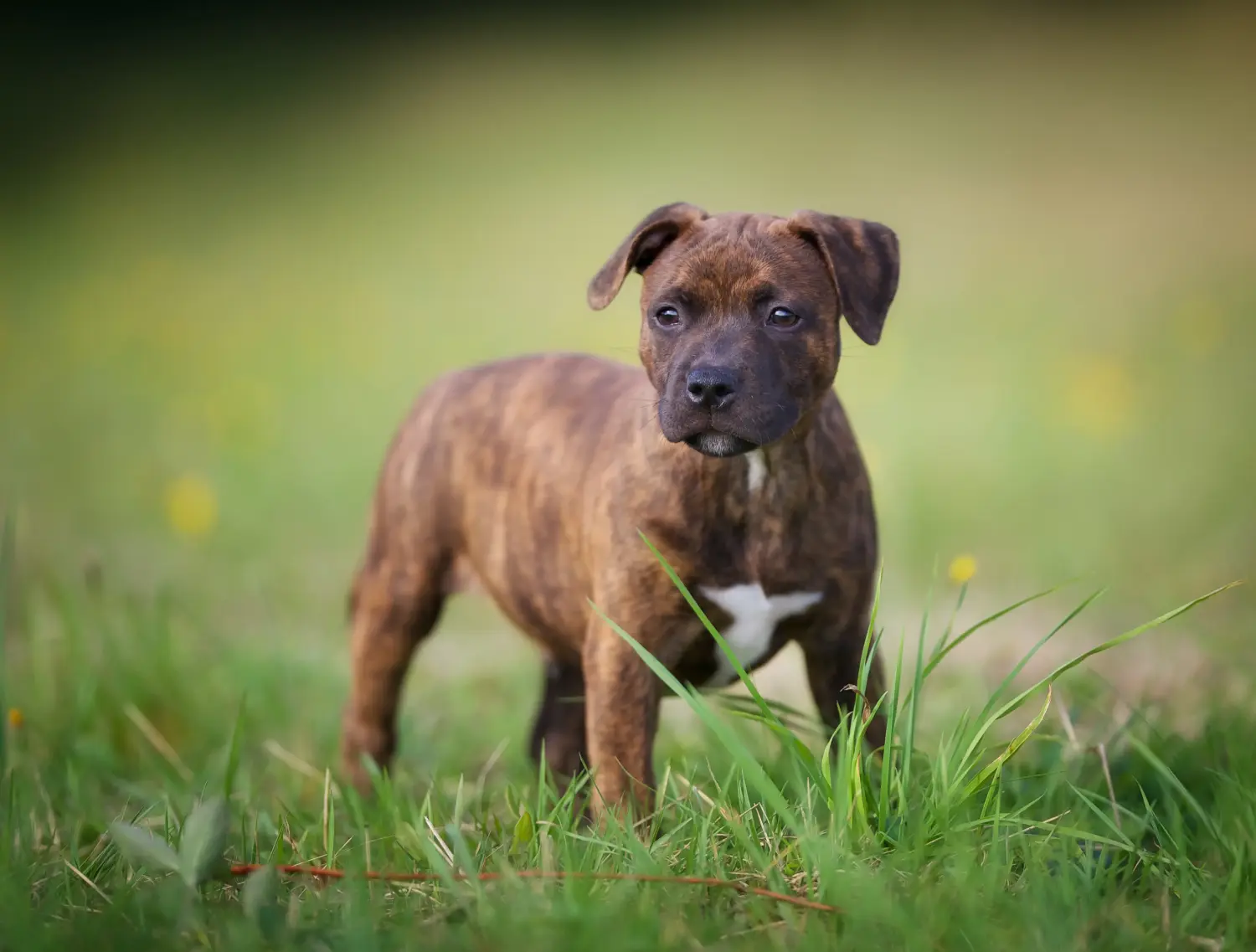 Staffordshire Bullterrier kiskutya vásárlása felelősségvállalást jelent! Staffordshire Bullterrier kölyökkutyák vásárlása.
