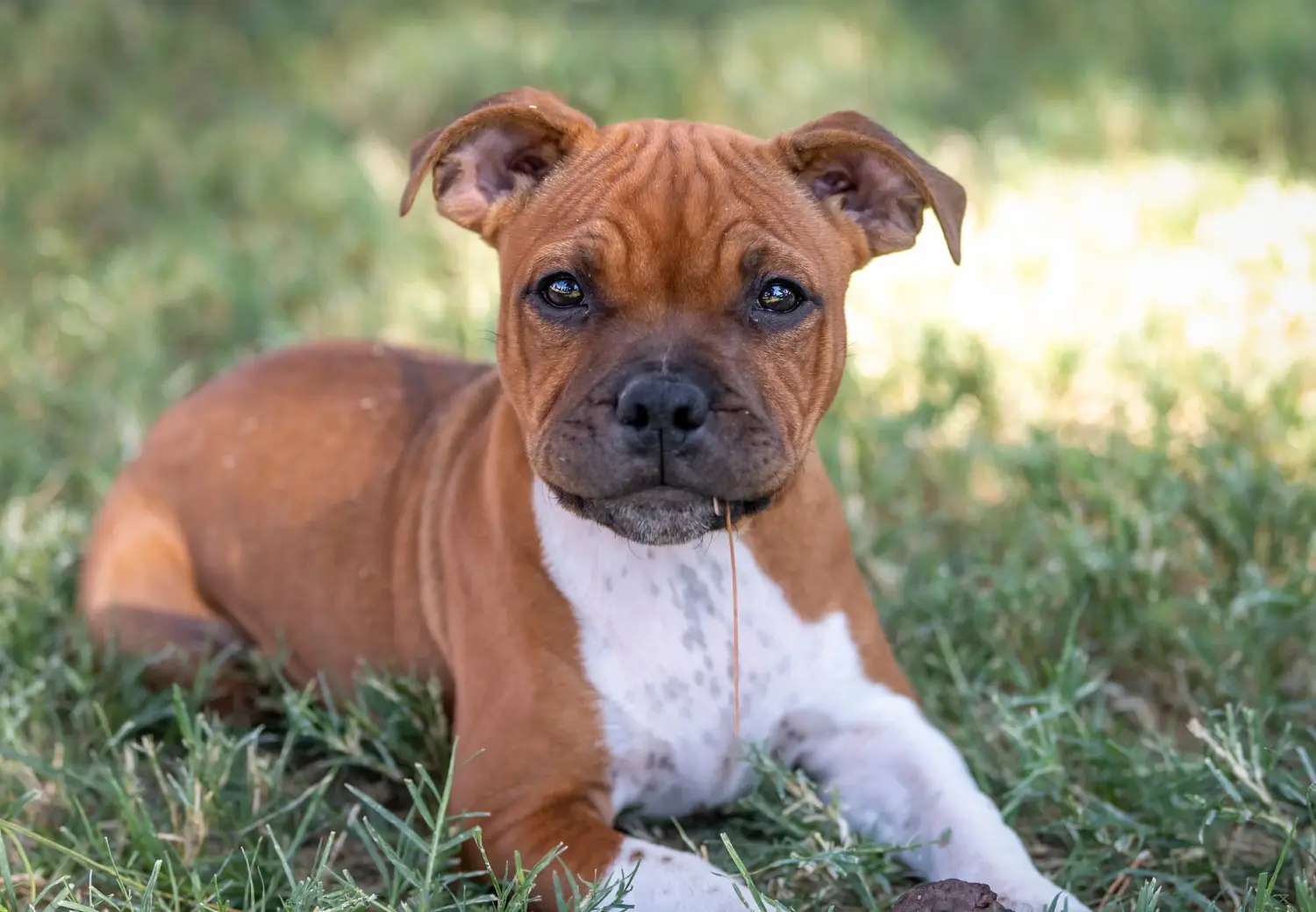 Staffordshire Bullterrier kiskutya vásárlása felelősségvállalást jelent! Staffordshire Bullterrier kölyökkutyák vásárlása.