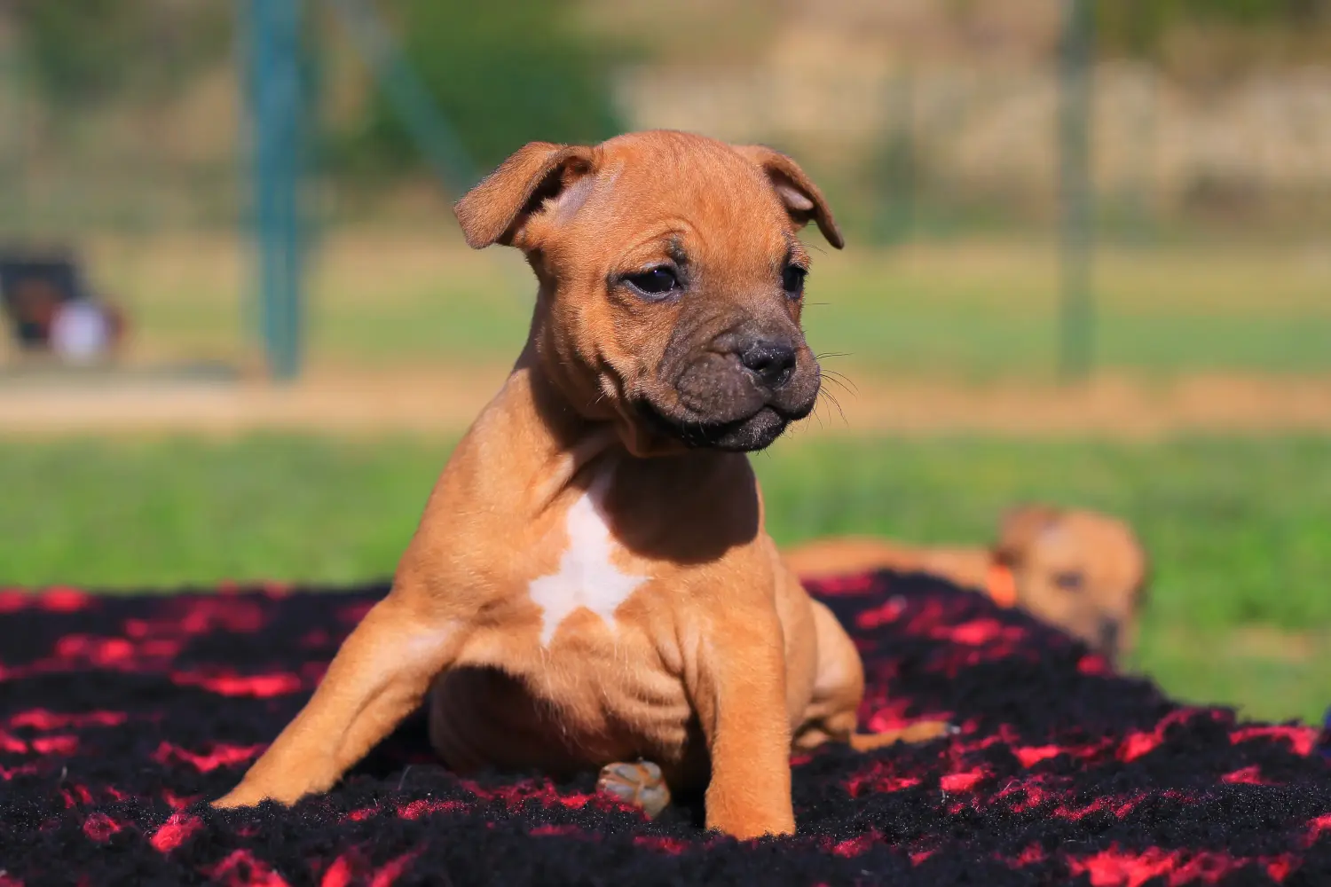 Staffordshire Bullterrier kiskutya vásárlása felelősségvállalást jelent! Staffordshire Bullterrier kölyökkutyák vásárlása.
