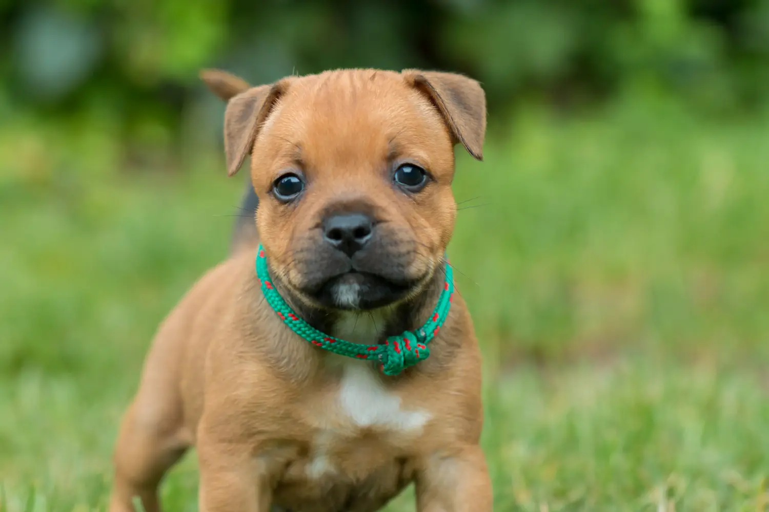 Staffordshire Bullterrier kiskutya vásárlása felelősségvállalást jelent! Staffordshire Bullterrier kölyökkutyák vásárlása.