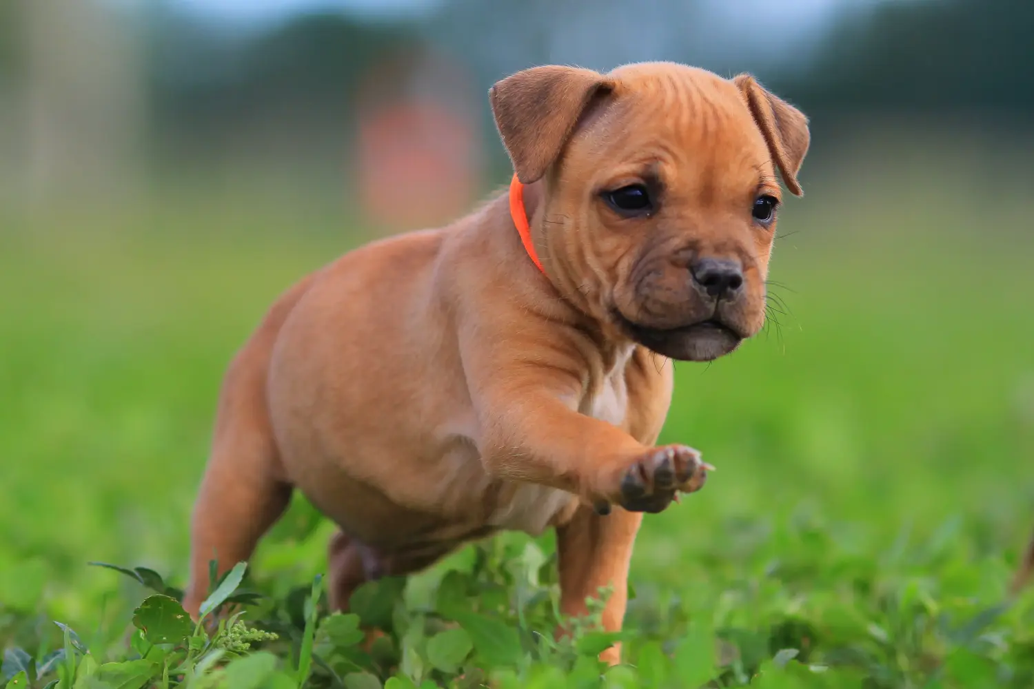 Staffordshire Bullterrier kiskutya vásárlása felelősségvállalást jelent! Staffordshire Bullterrier kölyökkutyák vásárlása.