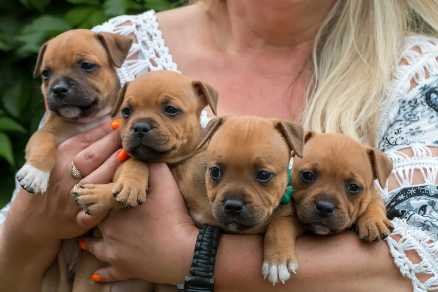 Staffordshire Bullterrier kiskutya vásárlása felelősségvállalást jelent! Staffordshire Bullterrier kölyökkutyák vásárlása.