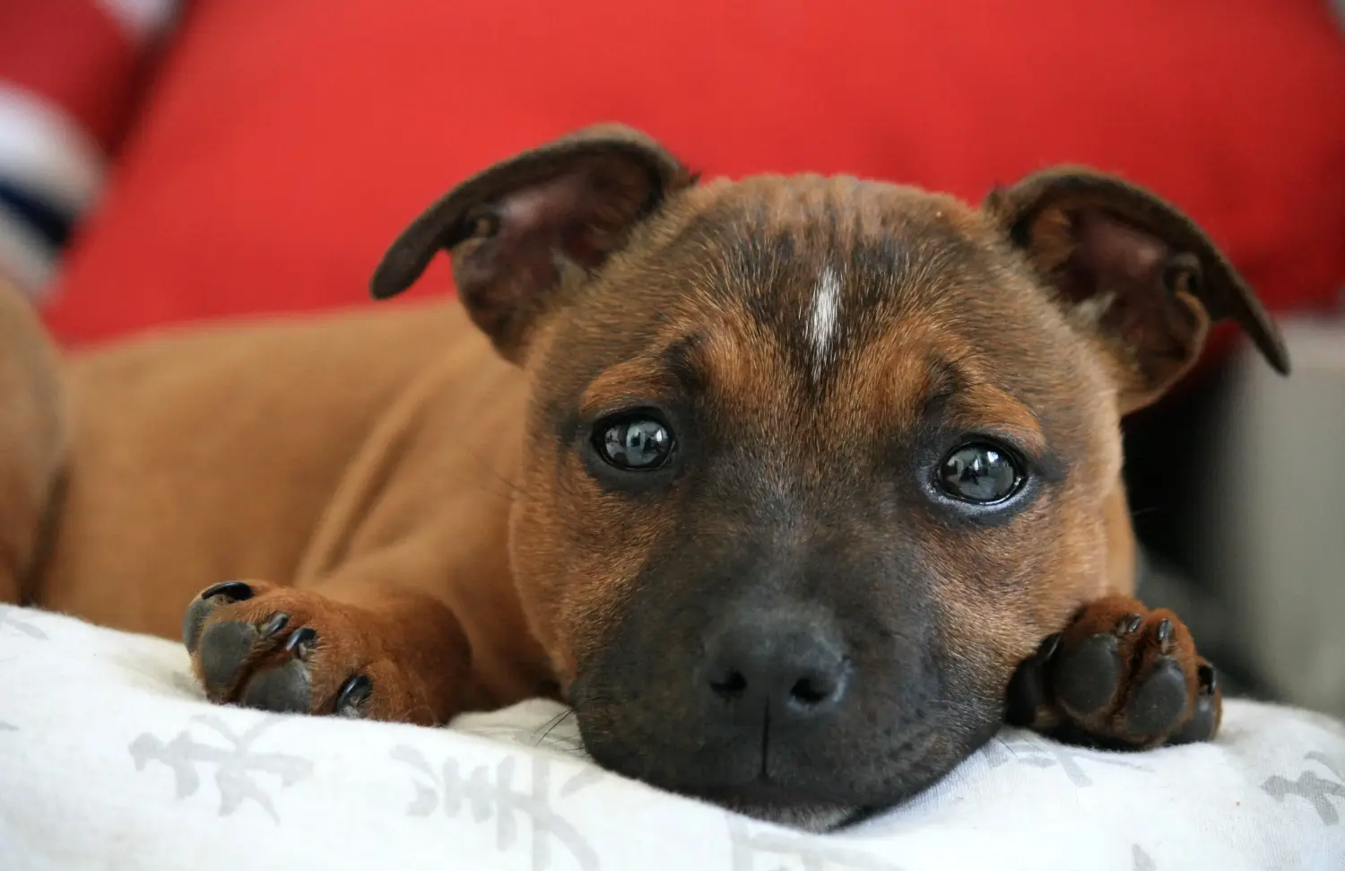 Staffordshire Bullterrier kiskutya vásárlása felelősségvállalást jelent! Staffordshire Bullterrier kölyökkutyák vásárlása.